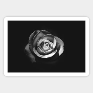 Rose Sticker